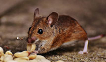 24 Hour & Emergency Exterminators in Southport, IL